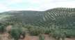 Olivos